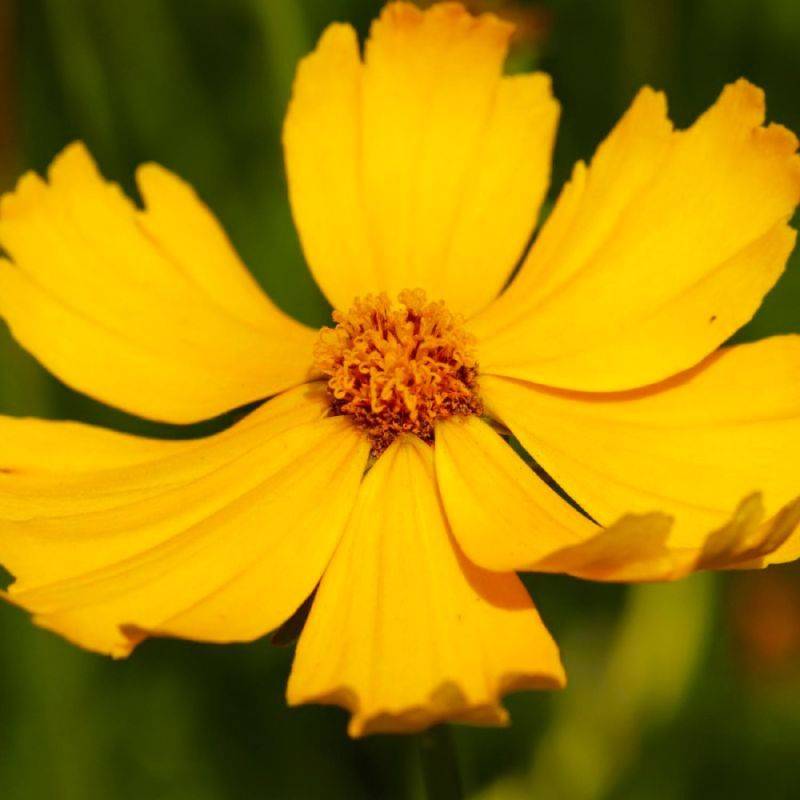 3 Coréopsis Lancéolé 'Goldfink' (Coreopsis Lanceolata) - Lot de 3 vivaces - Pépinières Naudet - Imagen 1