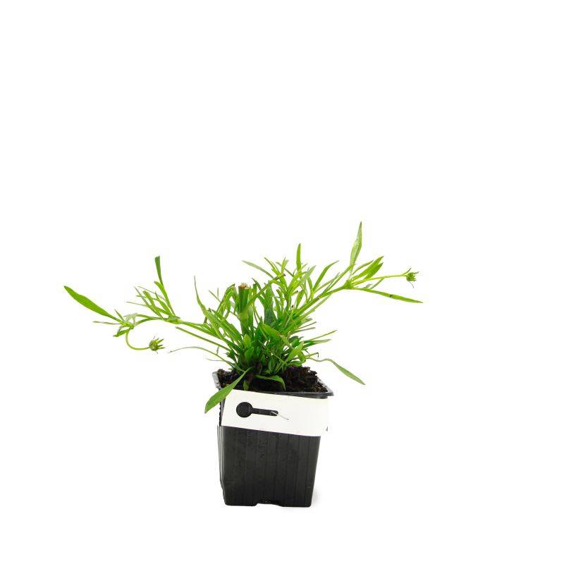 3 Coréopsis Lancéolé 'Goldfink' (Coreopsis Lanceolata) - Lot de 3 vivaces - Pépinières Naudet - Imagen 2