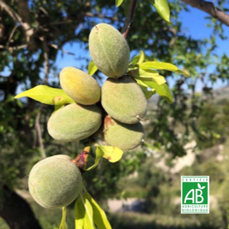 Amandier 'Ferragnes' BIO (Prunus dulcis) - Scion de 80 à 100cm - Pépinières Naudet - Imagen 1