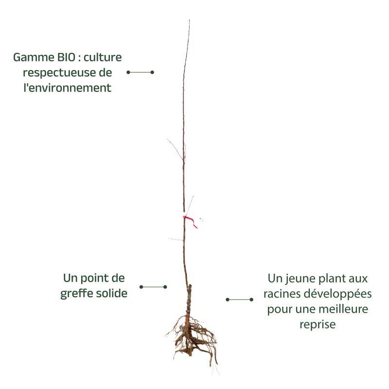 Amandier 'Ferragnes' BIO (Prunus dulcis) - Scion de 80 à 100cm - Pépinières Naudet - Imagen 3