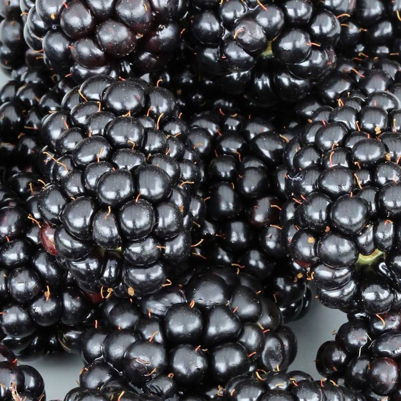 Promesse de Fleurs - Mûre naine Black Cascade - Rubus fruticosus Pot de 2L/3L, Touffe