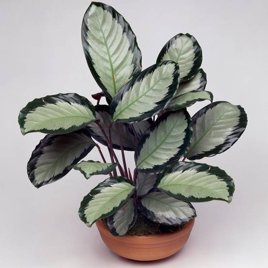 Gardenersdream - 1 X Calathea Picturata 'Argentea' Cadeau De Plante D'Intérieur En Pot De Qualité Supérieure 30-40 Cm - GardenersDream - Image 1