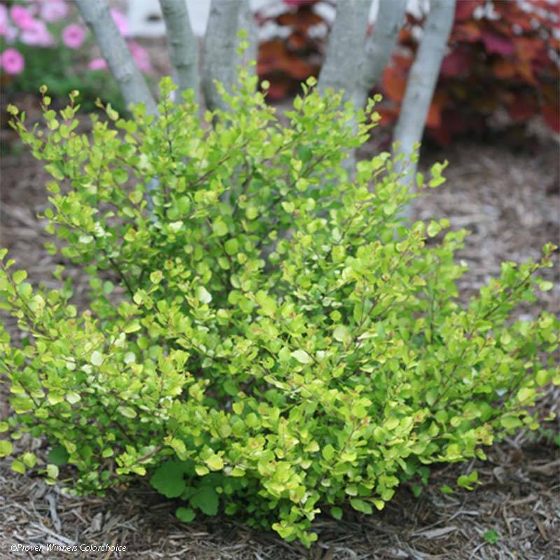 Betula nana Golden Treasure - Bouleau nain à feuillage doré Pot de 3L/4L - Image 1