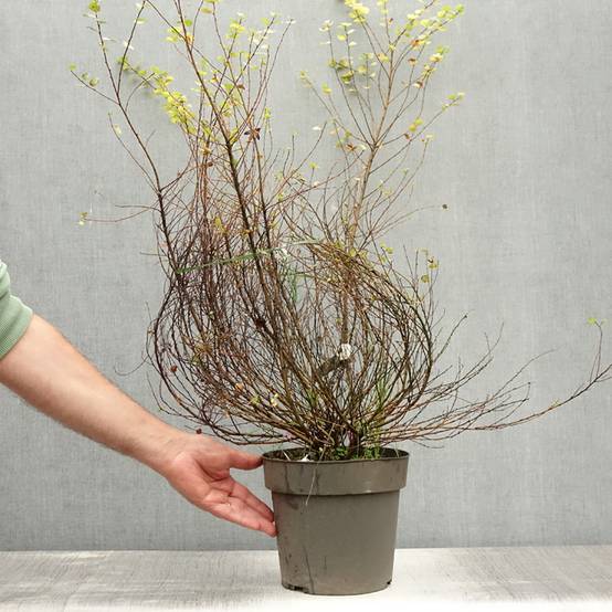 Betula nana Golden Treasure - Bouleau nain à feuillage doré Pot de 3L/4L - Image 2