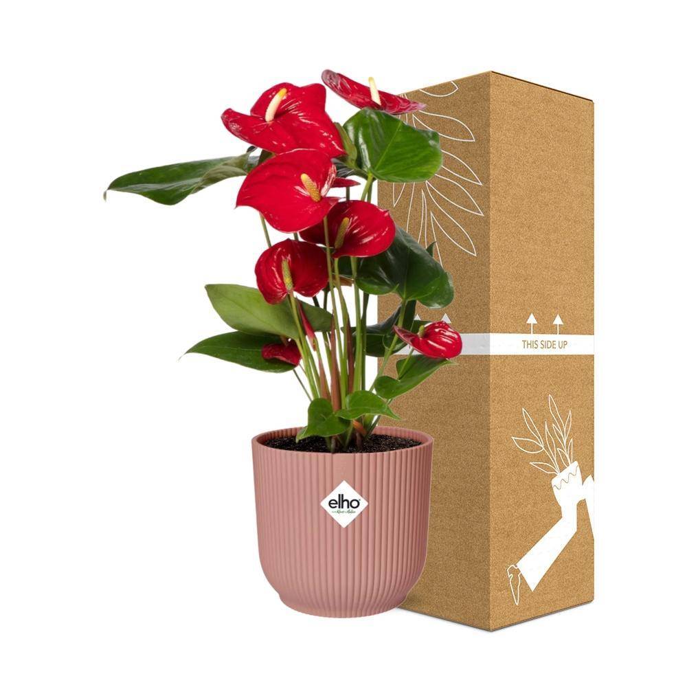 La Green Touch - Anthurium Rouge 12cm 14cm Rose - H40cm - Image 4