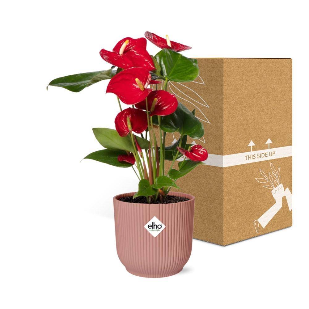 La Green Touch - Anthurium Rouge 12cm 14cm Rose - H40cm - Image 5