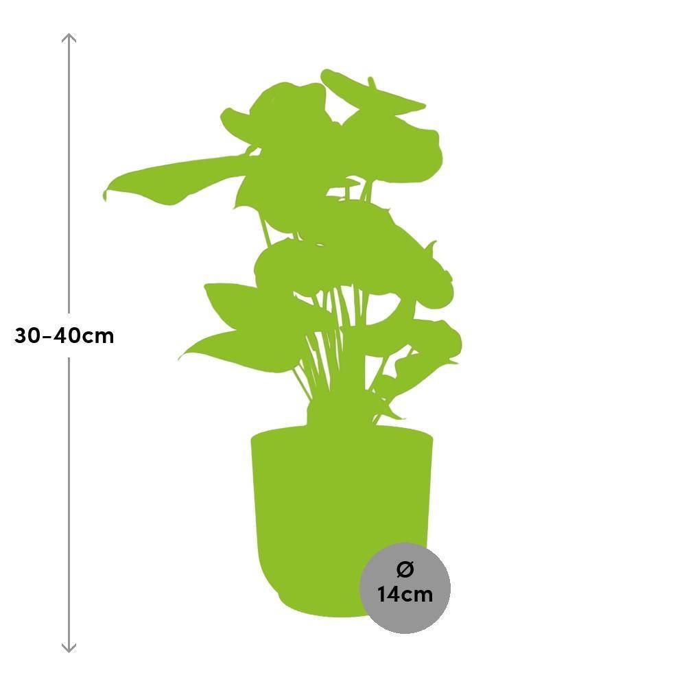 La Green Touch - Anthurium Rouge 12cm 14cm Rose - H40cm - Image 3