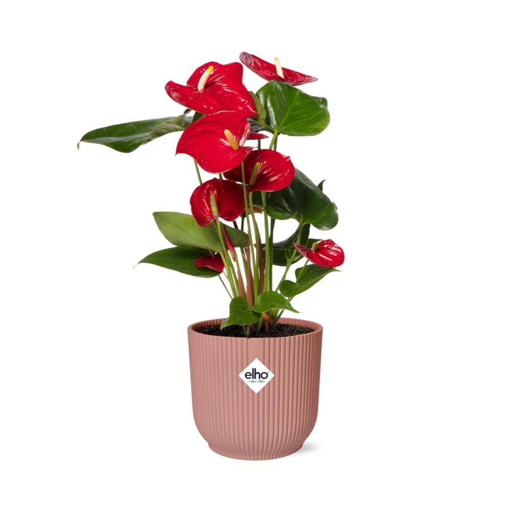 Anthurium Rouge 12cm 14cm Rose - H40cm