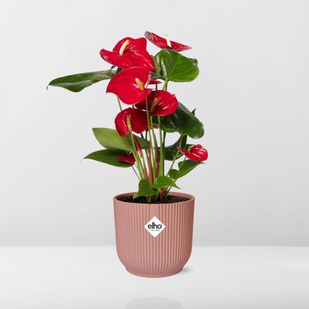 La Green Touch - Anthurium Rouge 12cm 14cm Rose - H40cm - Image 6