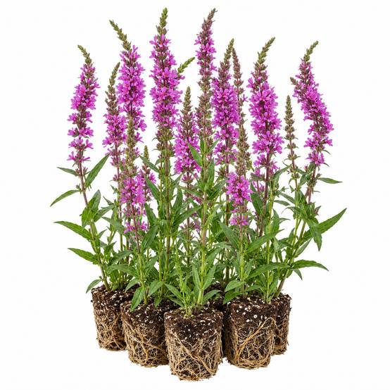 Salicaire commune - Lythrum salicaria - 12 plantes - Image 1