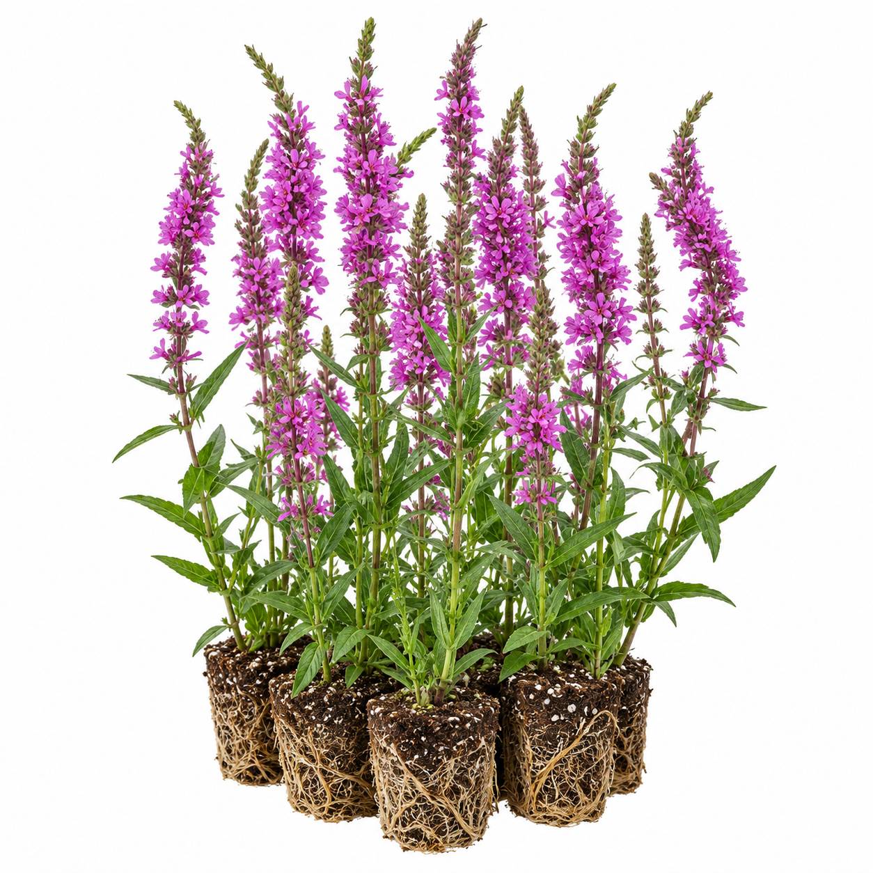 Salicaire commune - Lythrum salicaria - 12 plantes - Image 1