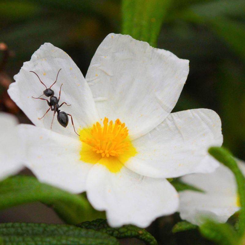 Ciste à feuilles de laurier (Cistus laurifolius) - Godet - Taille 20/40cm - Pépinières Naudet - Image 1