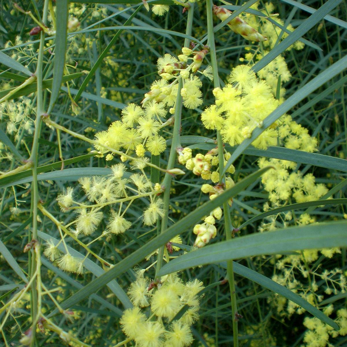 Mimosa à feuilles de saule - Acacia iteaphylla Pot de 4L/5L