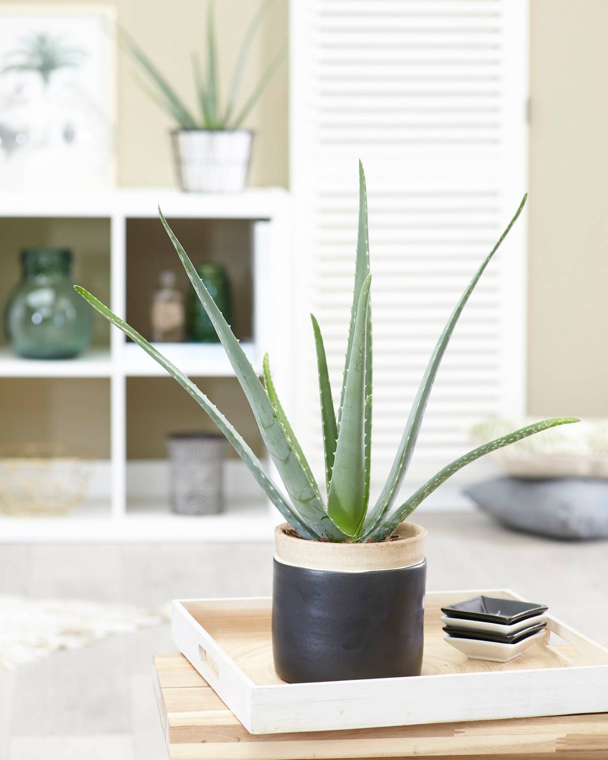 Gardenersdream - 1 X Aloe Vera Barbadensis Miller Plante D'Intérieur Vivante Cadeau  - GardenersDream - Imagen 1