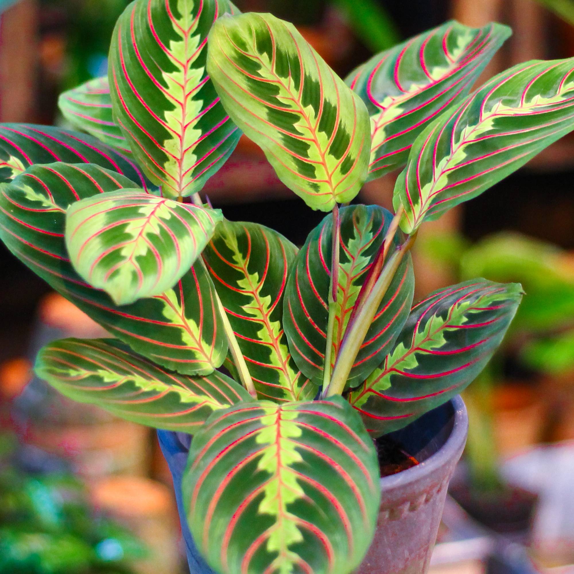 Gardenersdream - 1 Maranta Fascinator Tricolore | Cadeau Plante D'Intérieur (20-30 Cm Pot Inclus) - GardenersDream - Imagen 1
