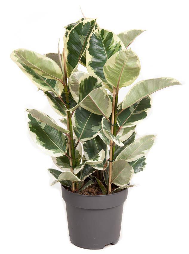 La Green Touch - Ficus Elastica Tineke 3pp P27