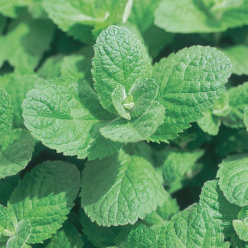 Menthe pomme Godet de 8/9 cm