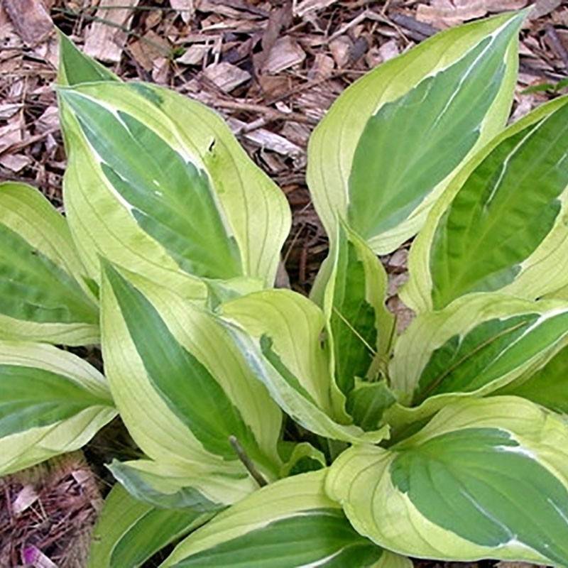 Hosta Yellow Polka Dot Bikini Pot de 1,5L/2L