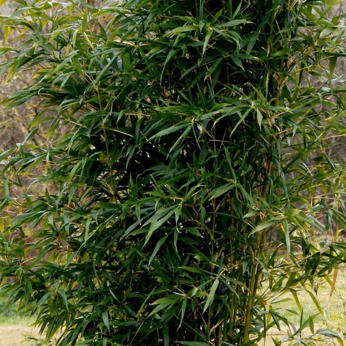 Semiarundinaria yashadake Kimmei - Bambou moyen Pot de 4L/5L - Image 1