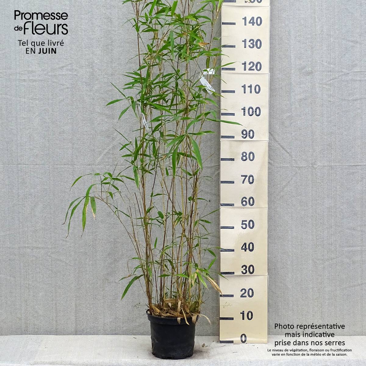 Semiarundinaria yashadake Kimmei - Bambou moyen Pot de 4L/5L - Image 2