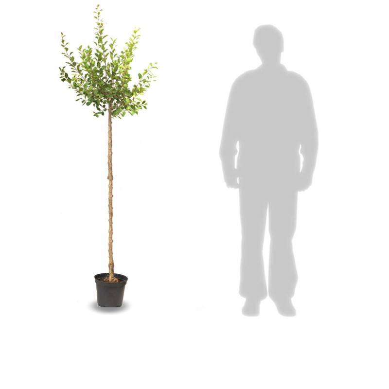 Prunier Stanley - Bon rendement - Pot de 10L - Gobelet 2 ans - 120/150 cm - De 3,00 m à 5,00 m - Imagen 9