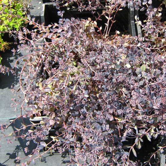 Sedum Bertram Anderson - Orpin Godet de 8/9 cm