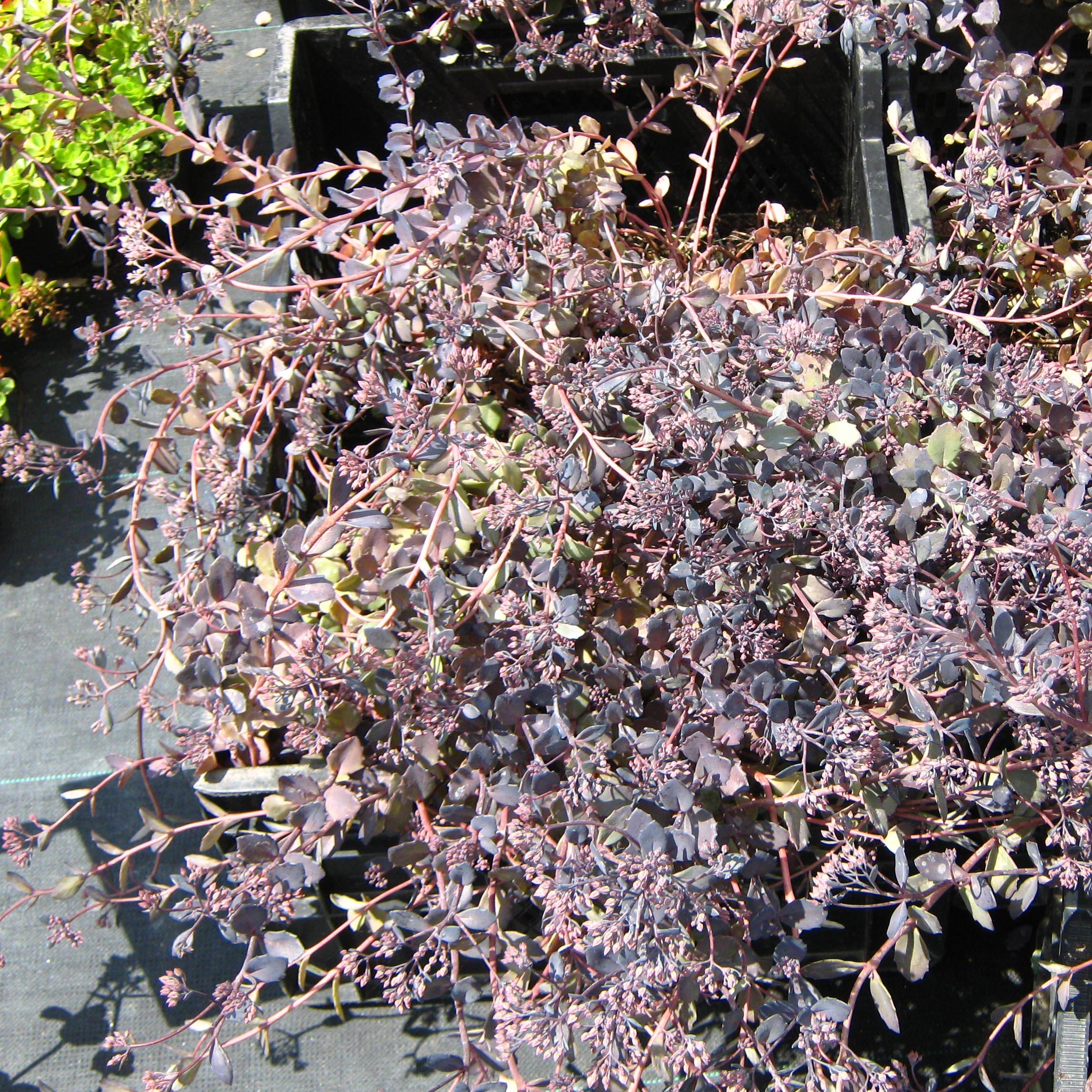 Sedum Bertram Anderson - Orpin Godet de 8/9 cm