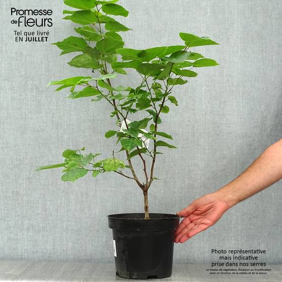 Cercis chinensis Avondale - Arbre de Judée Pot de 4L/5L - Image 2