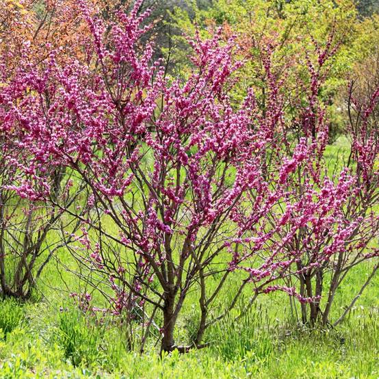 Cercis chinensis Avondale - Arbre de Judée Pot de 4L/5L - Image 1