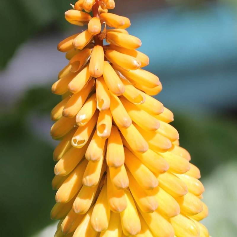 Kniphofia, Tison de Satan Banana Popsicle® à fleurs Jaune/ - feuillage Caduc - Godet - 5/20 cm - Imagen 4