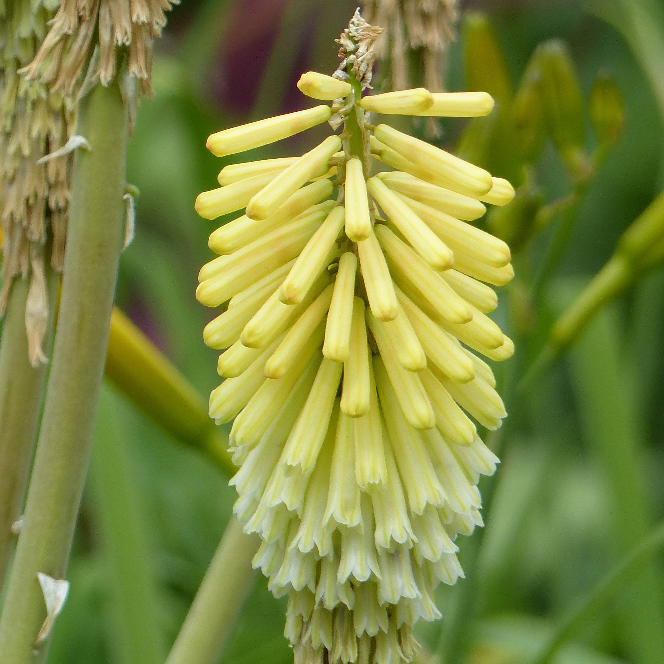 Kniphofia Green Jade - Tritoma vert pomme et crème Godet de 8/9 cm