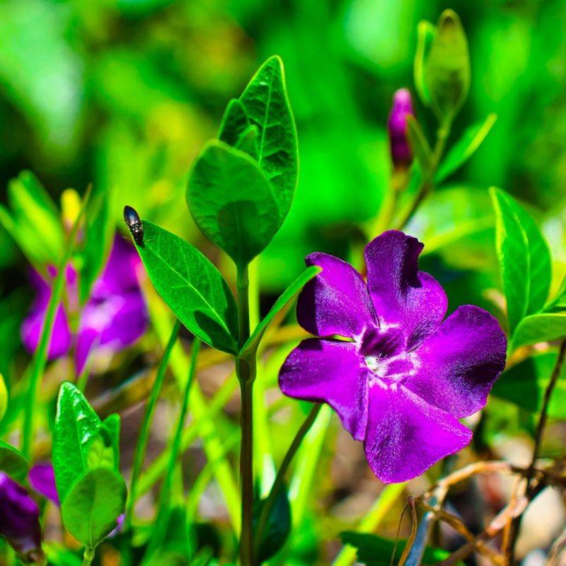 3 Petites Pervenches Pourpres (Vinca Minor Atropurpurea) - Lot de 3 vivaces - Pépinières Naudet - Imagen 1