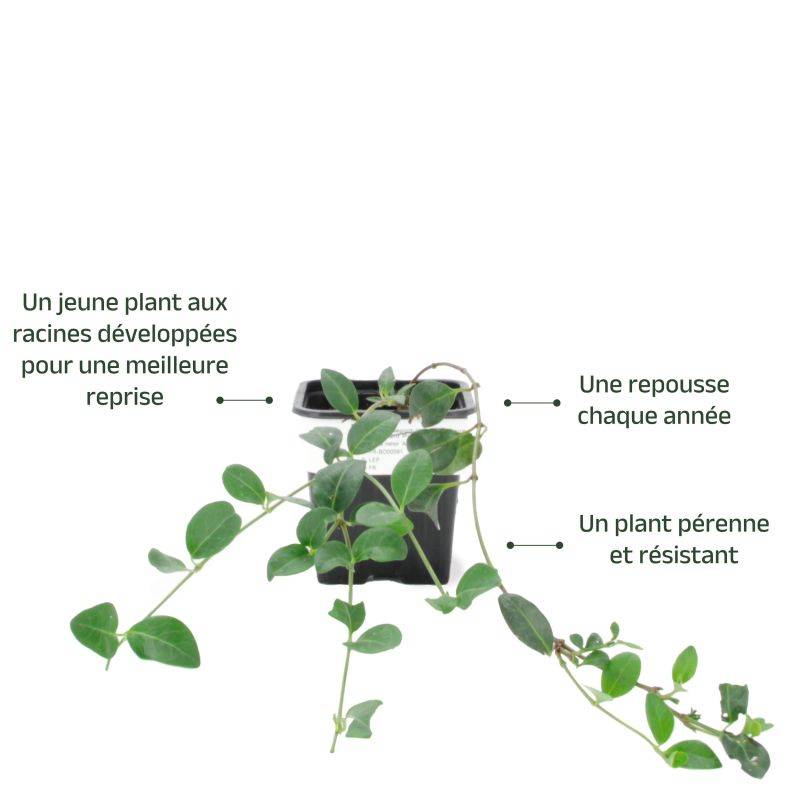 3 Petites Pervenches Pourpres (Vinca Minor Atropurpurea) - Lot de 3 vivaces - Pépinières Naudet - Imagen 3