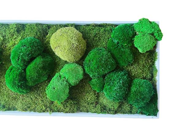 Tableau végétal stabilisé Trio de mousse boule vert- tableau végétal - décoration d'intérieur -140*40 cm - Image 2