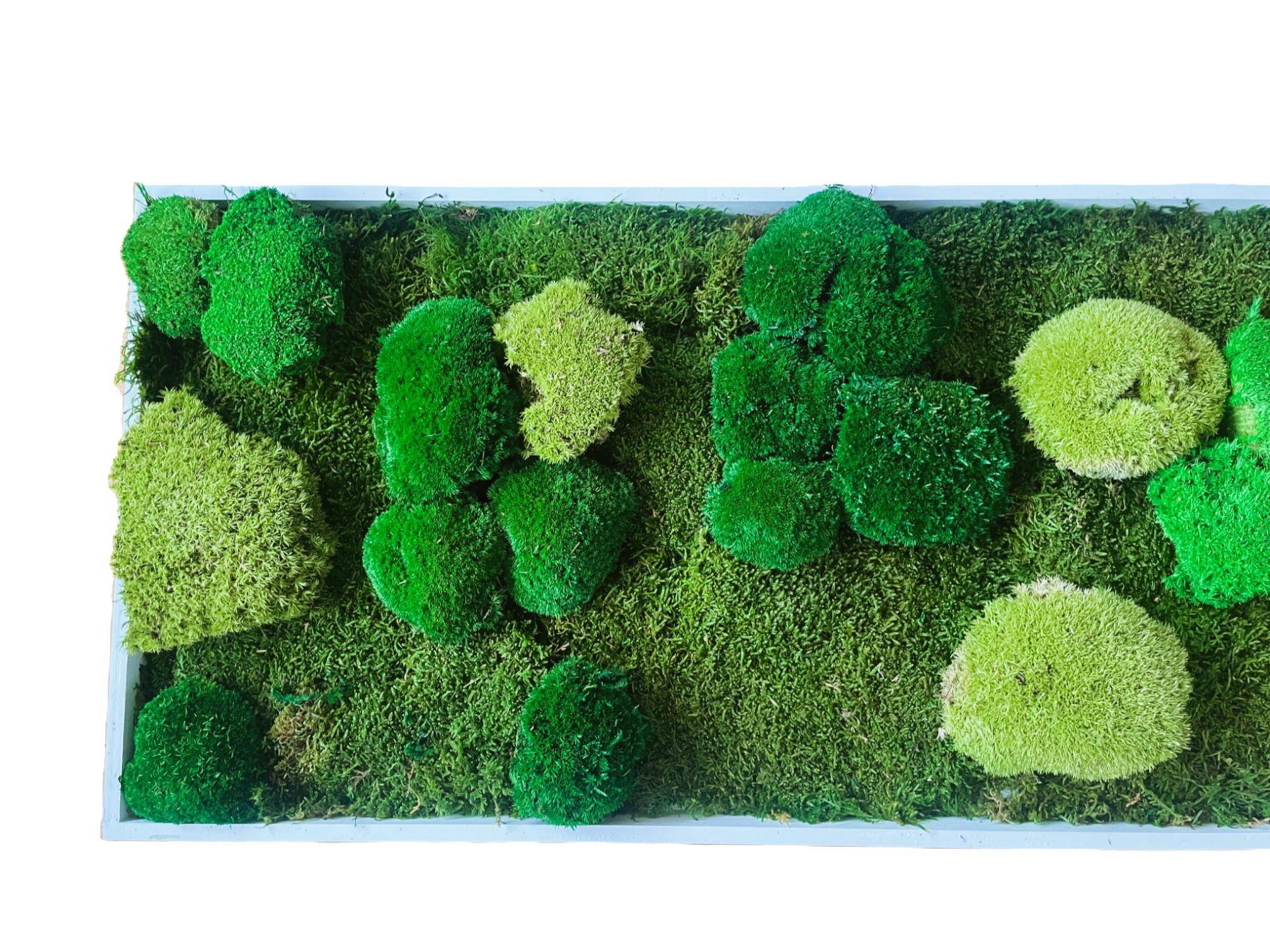 Tableau végétal stabilisé Trio de mousse boule vert- tableau végétal - décoration d'intérieur -140*40 cm - Image 3