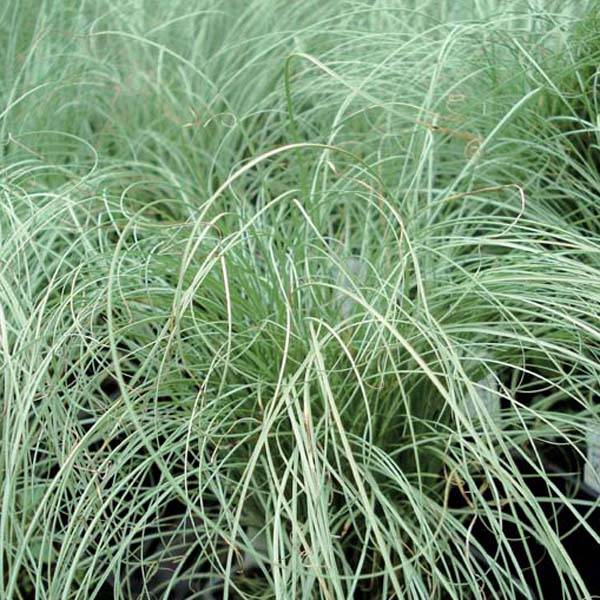 Carex comans Frosted Curls Godet de 8/9 cm