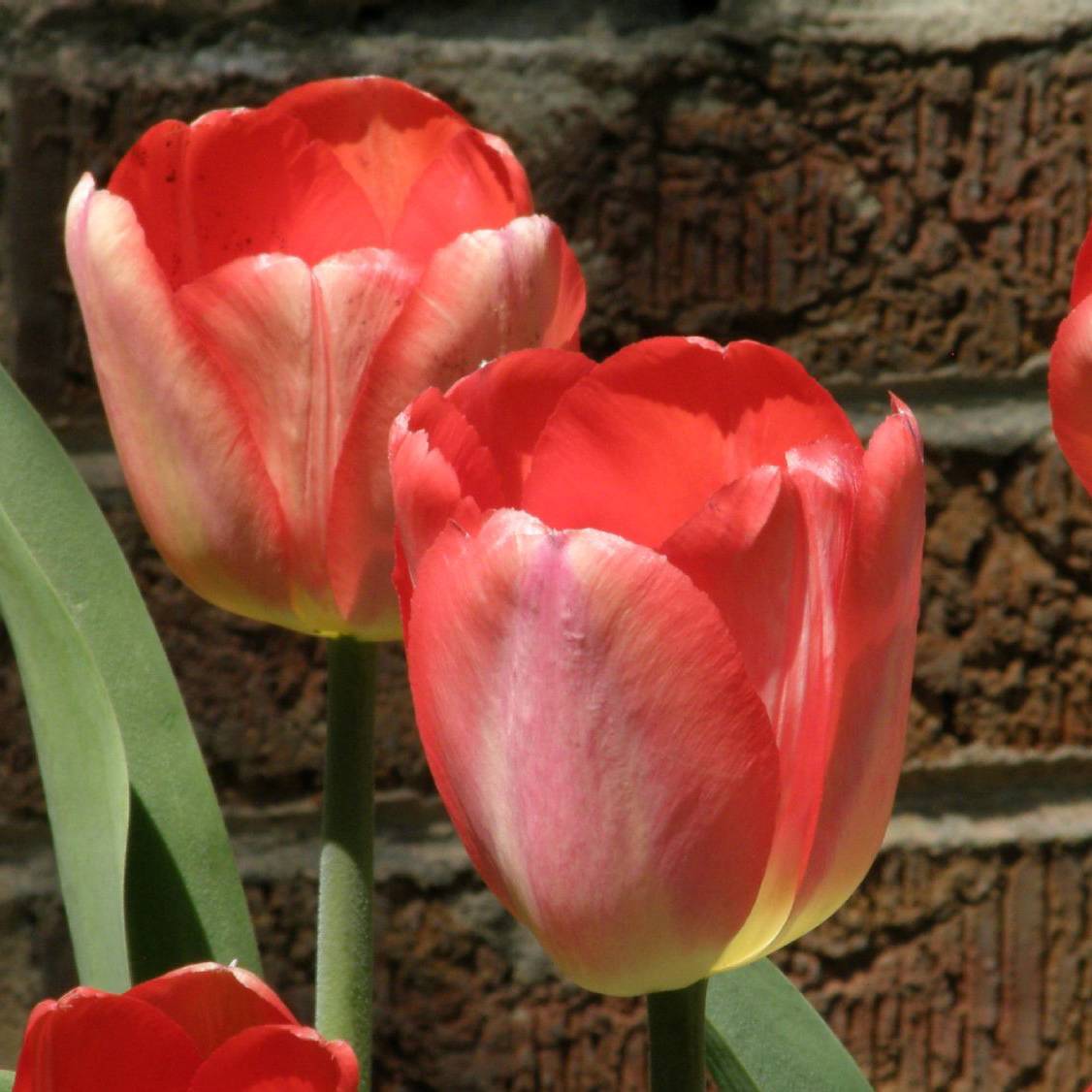 Promesse de Fleurs - Tulipe Darwin Big Chief Bulbe calibre 12+ (par 10)