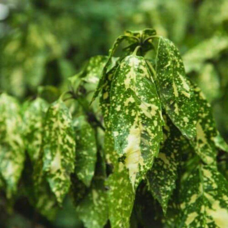 Aucuba à feuilles de croton (Aucuba japonica 'Crotonifolia') - Godet 9cm - Pépinières Naudet