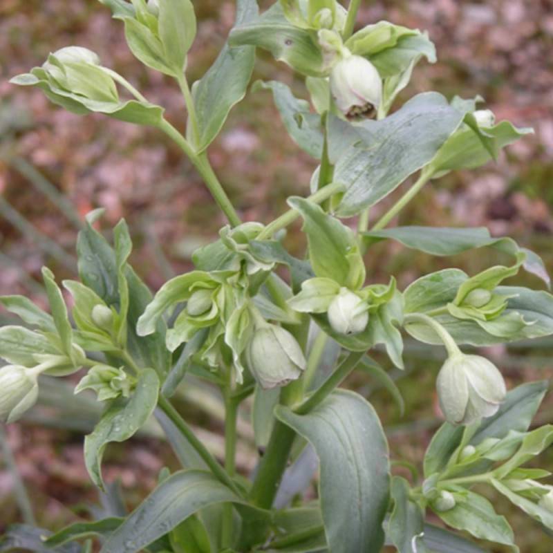 Hellébore foetidus à fleurs Vert/ - feuillage Persistant - Godet - 5/20 cm - Imagen 1