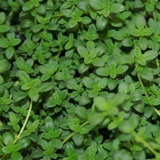 Thym citron en plant BIO Pot de 2L/3L