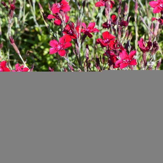 Graines d'oeillet annuel Fanal (Flashing Lights) - Dianthus deltoïdes le sachet de 1450 graines environ (0,3g)