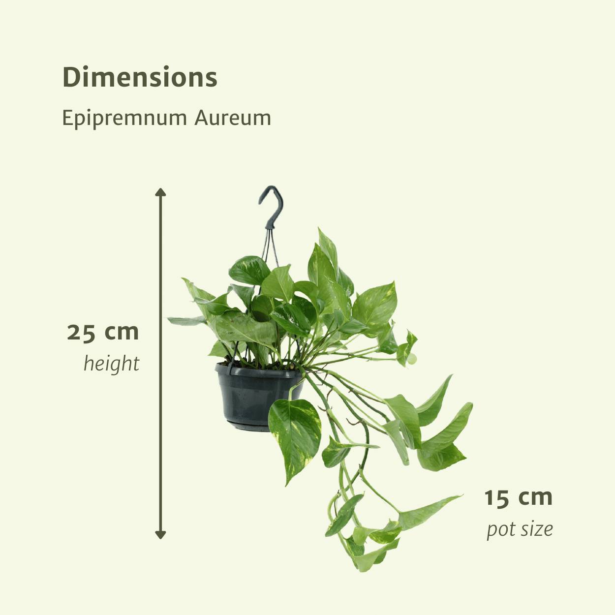 Epipremnum Aureum - D15 H25cm - Image 4