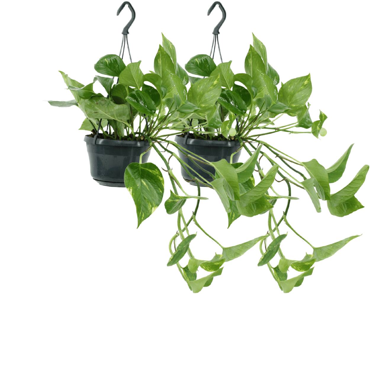 Epipremnum Aureum - D15 H25cm - Image 1