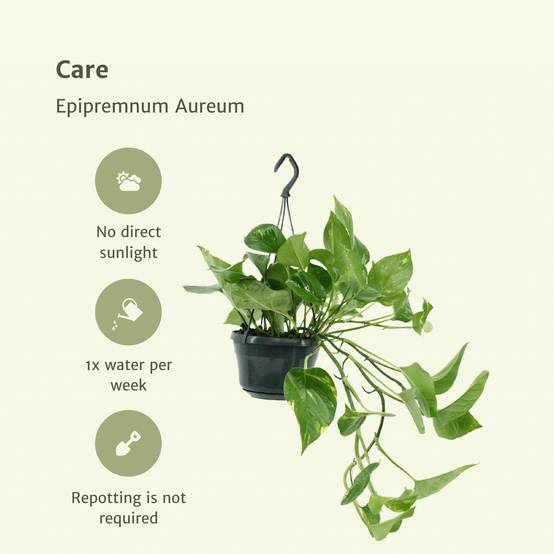 Epipremnum Aureum - D15 H25cm - Image 5