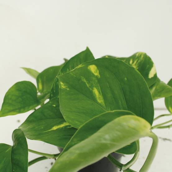 Epipremnum Aureum - D15 H25cm - Image 3