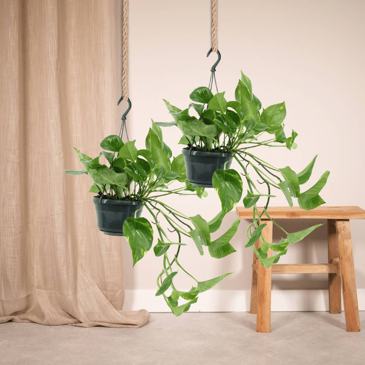 Epipremnum Aureum - D15 H25cm - Image 2