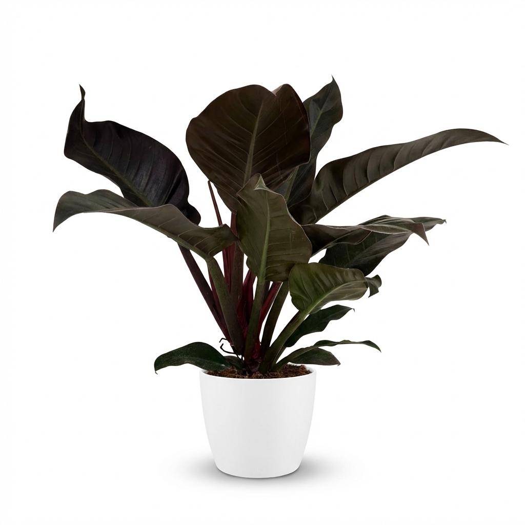 Philodendron Imperial Red - Pot de 19cm - Hauteur 60cm - Blanc - Plantes d'intérieur - Image 10