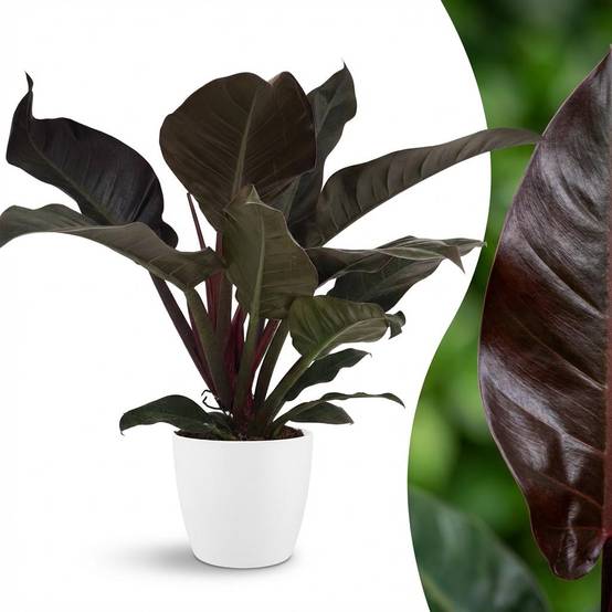 Philodendron Imperial Red - Pot de 19cm - Hauteur 60cm - Blanc - Plantes d'intérieur - Image 2