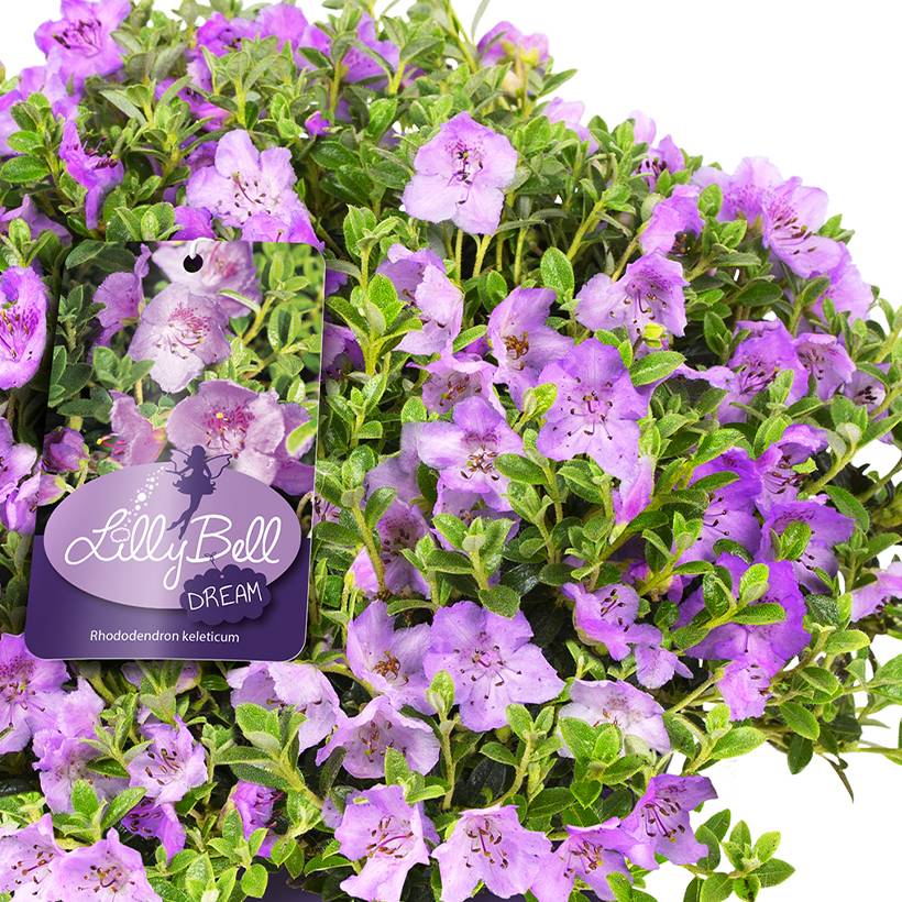 Rhododendron Lilly Bell Dream - Rhododendron nain Pot de 3L/4L - Image 1