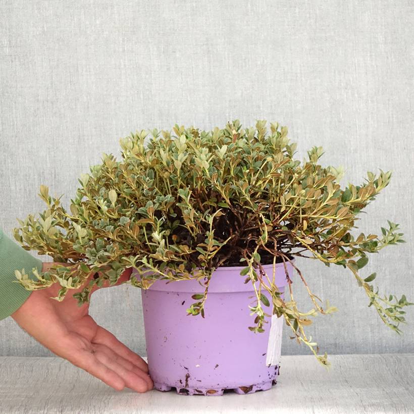 Rhododendron Lilly Bell Dream - Rhododendron nain Pot de 3L/4L - Image 2